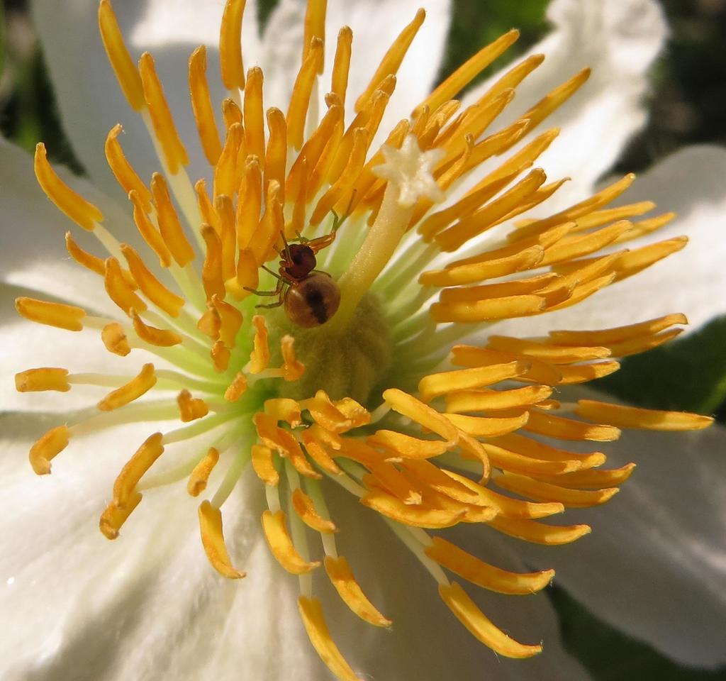 Mystaria irmatrix