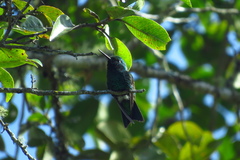 Chlorostilbon melanorhynchus