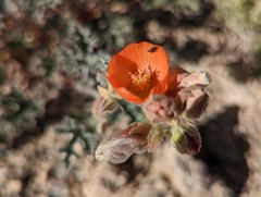 Sphaeralcea grossulariifolia