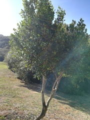 Elaeodendron croceum