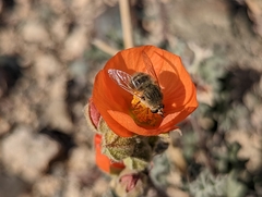 Sphaeralcea grossulariifolia