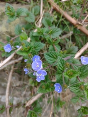 Veronica chamaedrys