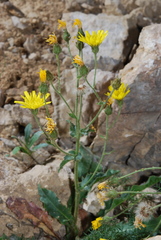 Hieracium amplexicaule berardianum