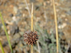 Afroscirpoides dioeca