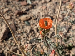 Sphaeralcea grossulariifolia