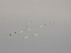 Pelecanus onocrotalus