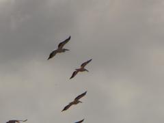 Pelecanus onocrotalus