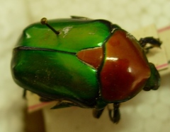 Protaetia speciosa jousselini