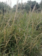 Arundo plinii
