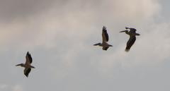 Pelecanus onocrotalus