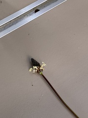 Plantago lanceolata