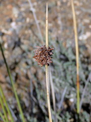 Afroscirpoides dioeca