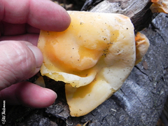 Aleurodiscus vitellinus