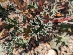 Sphaeralcea grossulariifolia