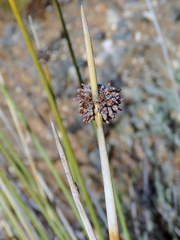 Afroscirpoides dioeca