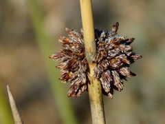 Afroscirpoides dioeca