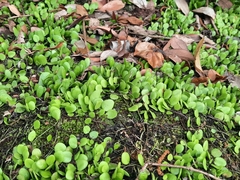 Lemmaphyllum microphyllum