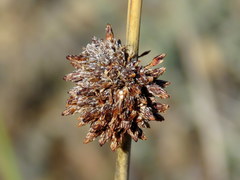 Afroscirpoides dioeca