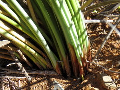 Afroscirpoides dioeca