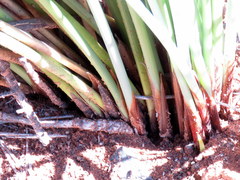 Afroscirpoides dioeca