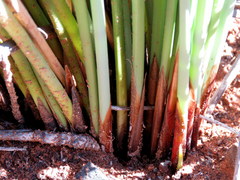 Afroscirpoides dioeca