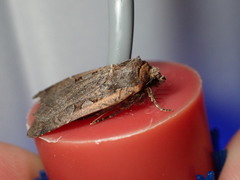 Parabagrotis