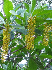Lophanthera lactescens
