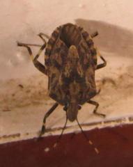 Coenomorpha nervosa