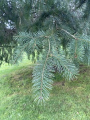 Pseudotsuga menziesii
