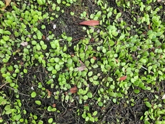 Lemmaphyllum microphyllum