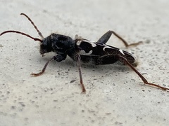 Neoclytus conjunctus