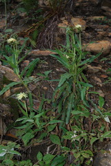 Schlagintweitia intybacea