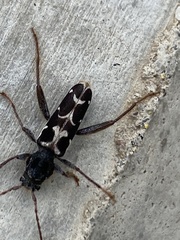 Neoclytus conjunctus
