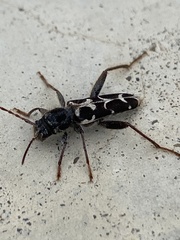 Neoclytus conjunctus