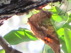 Charaxes candiope
