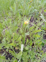 Tulipa sylvestris biebersteiniana