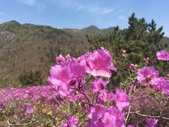 Rhododendron yedoense