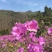 Rhododendron yedoense - Photo (c) Hui KIM, algunos derechos reservados (CC BY-NC), subido por Hui KIM