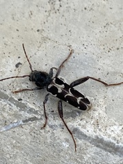 Neoclytus conjunctus
