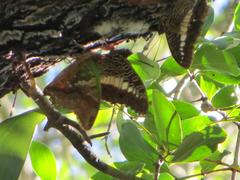 Charaxes candiope