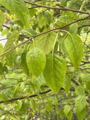 Populus trichocarpa