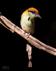 Russet-Crowned Motmot photo 2