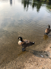 Branta canadensis