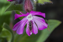 Platycheirus scutatus