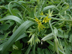 Gagea lutea