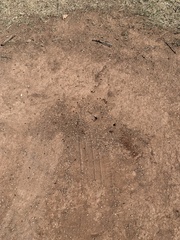 Pogonomyrmex