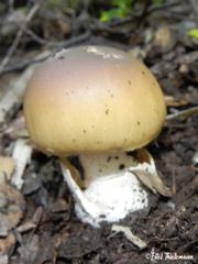 Amanita diemii