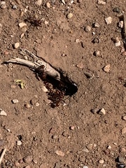 Pogonomyrmex