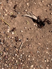 Pogonomyrmex