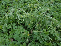 Gagea lutea